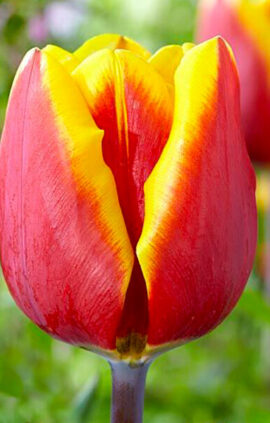 Тюльпан Фалькон 500 цибулин розмір 12+