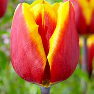 Тюльпан Фалькон 500 цибулин розмір 12+