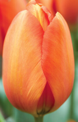 Тюльпан Дарві Оранж 500 цибулин розмір 12+