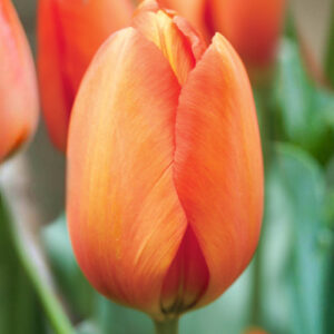 Тюльпан Дарві Оранж 500 цибулин розмір 12+