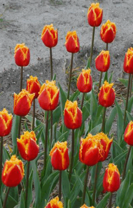 Тюльпан Канари 500 цибулин розмір 12+