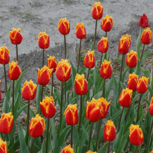 Тюльпан Канари 500 цибулин розмір 12+