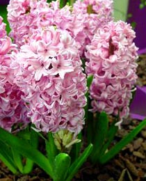 Гиацинт Фондант 150 луковиц размер 19+