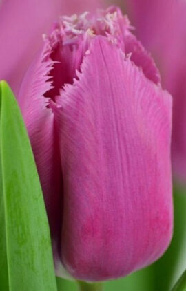 Тюльпан Лувр упаковка 30 цибулин розмір 10/11