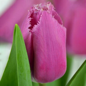 Тюльпан Лувр упаковка 30 цибулин розмір 10/11