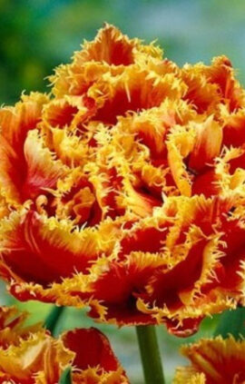 Тюльпан Голд Дасть 30 цибулин розмір 10/11