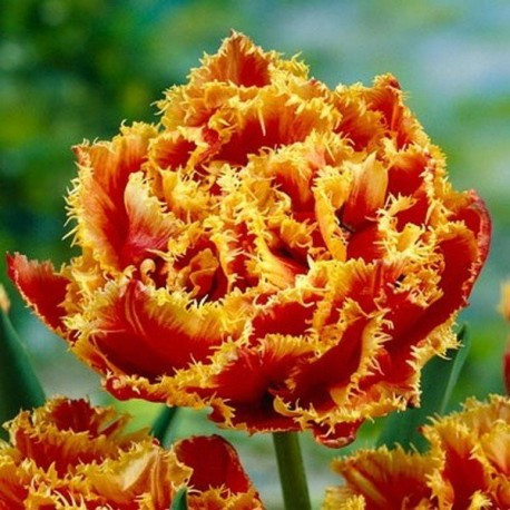 Тюльпан Голд Дасть 30 цибулин розмір 10/11