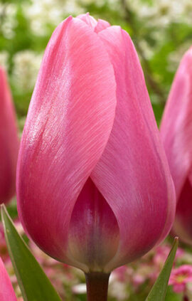 Тюльпан Біг Лав 500 цибулин розмір 12+