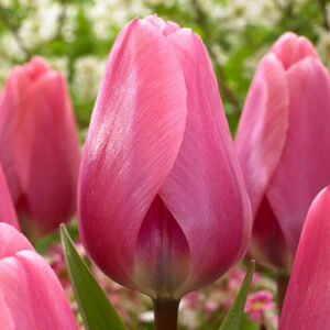 Тюльпан Біг Лав 500 цибулин розмір 12+