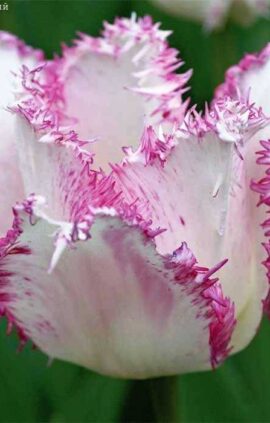 Тюльпан Арія Кард 500 цибулин розмір 12+