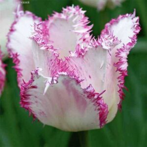 Тюльпан Арія Кард 500 цибулин розмір 12+