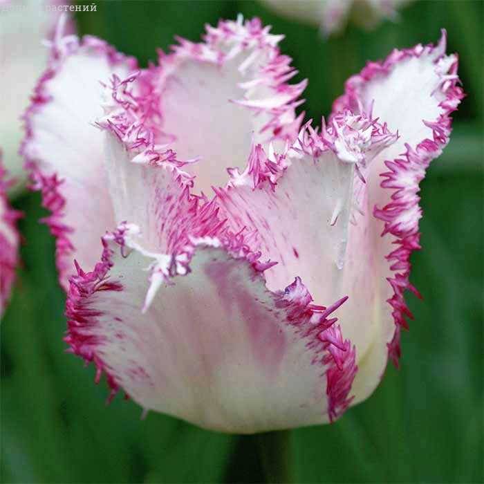 Тюльпан Арія Кард 500 цибулин розмір 12+