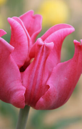 Тюльпан Пікче 30 цибулин розмір 10/11