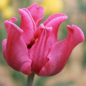 Тюльпан Пікче 30 цибулин розмір 10/11