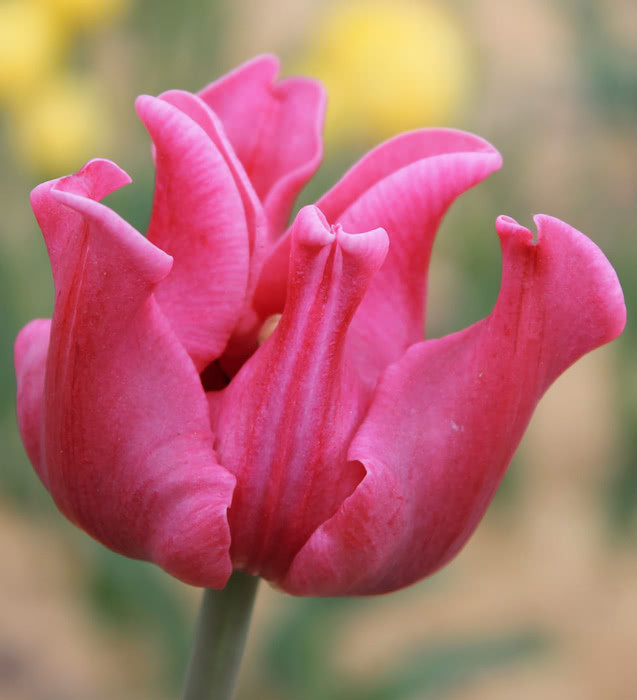 Тюльпан Пікче 30 цибулин розмір 10/11