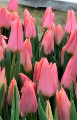 Тюльпан Непер 500 цибулин розмір 12+