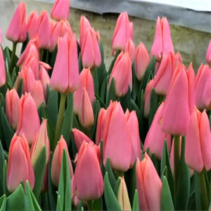 Тюльпан Непер 500 цибулин розмір 12+