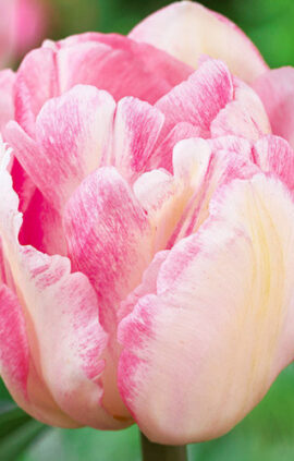 Тюльпан Фокстрот 500 цибулин розмір 12+