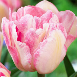 Тюльпан Фокстрот 500 цибулин розмір 12+