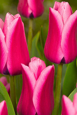 Тюльпан Капрі Дрім 500 цибулин розмір 12+