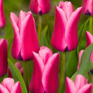 Тюльпан Капрі Дрім 500 цибулин розмір 12+