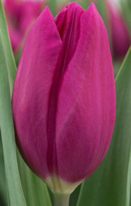 Тюльпан Пурпл Равен 500 цибулин розмір 12+