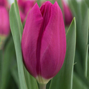 Тюльпан Пурпл Равен 500 цибулин розмір 12+