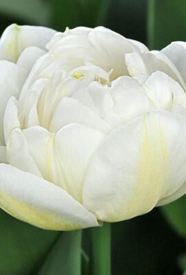 Тюльпан Касабланка 500 цибулин розмір 12+