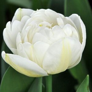 Тюльпан Касабланка 500 цибулин розмір 12+