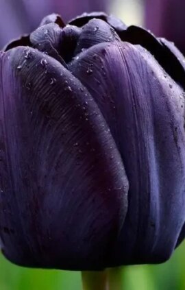 Тюльпан Королева ночі 30 цибулин розмір 10/11