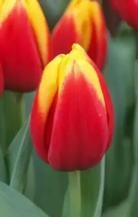 Тюльпан Андре Сітроен 500 цибулин розмір 12+