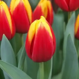 Тюльпан Андре Сітроен 500 цибулин розмір 12+