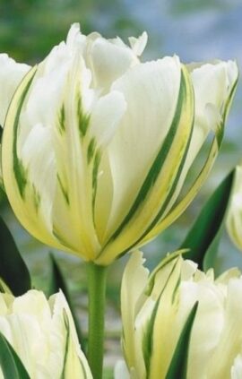 Тюльпан Уайт Валлей 30 цибулин розмір 10/11