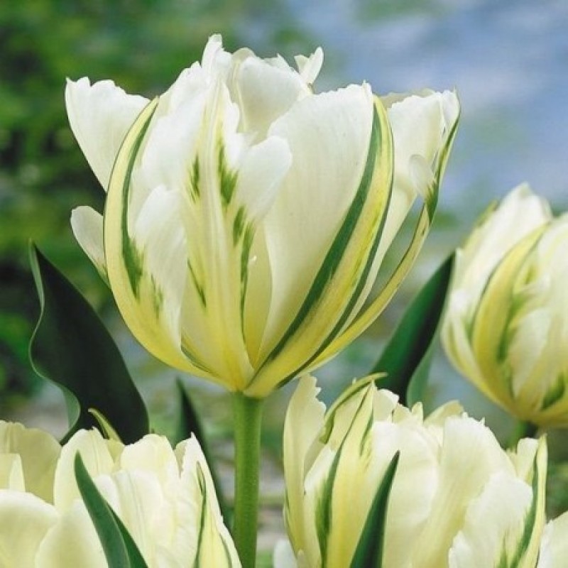 Тюльпан Уайт Валлей 30 цибулин розмір 10/11