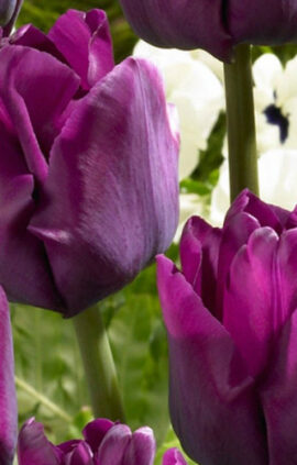 Тюльпан Сайгон 500 цибулин розмір 12+