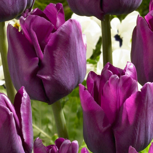 Тюльпан Сайгон 500 цибулин розмір 12+