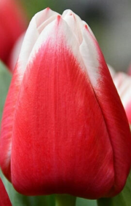 Тюльпан Датч Дизайн 500 цибулин розмір 12+