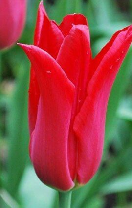 Тюльпан Манімейкер 25 цибулин розмір 10/11