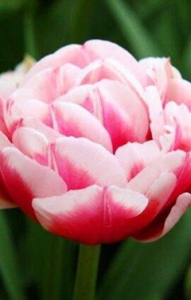 Тюльпан Гербранд Кіфт 25 цибулин розмір 10/11