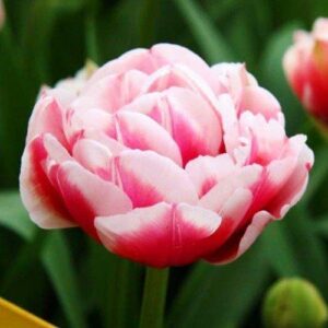 Тюльпан Гербранд Кіфт 25 цибулин розмір 10/11