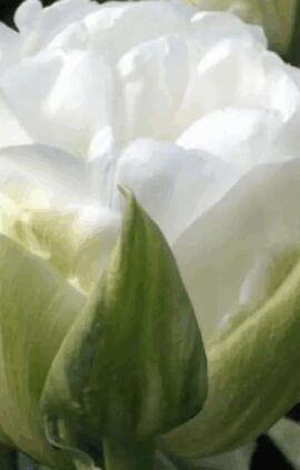 Тюльпан Уайт Харт 500 цибулин розмір 12+