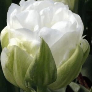 Тюльпан Уайт Харт 500 цибулин розмір 12+