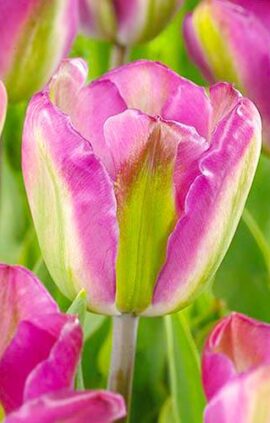 Тюльпан Найт Райдер 30 цибулин розмір 10/11