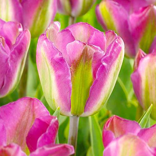 Тюльпан Найт Райдер 30 цибулин розмір 10/11