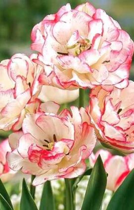 Тюльпан Беліція 20 цибулин розмір 10/11