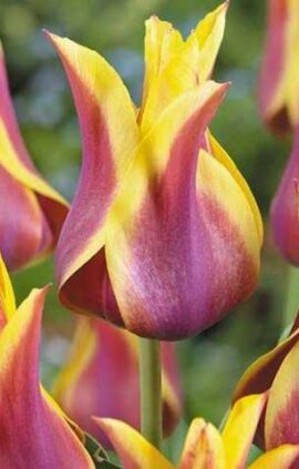 Тюльпан Баллада Дрім 500 цибулин розмір 12+