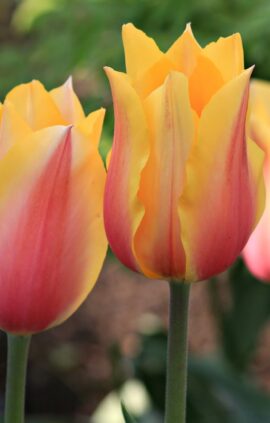 Тюльпан Лонг Леді 25 цибулин розмір 10/11