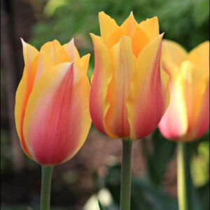 Тюльпан Лонг Леді 25 цибулин розмір 10/11