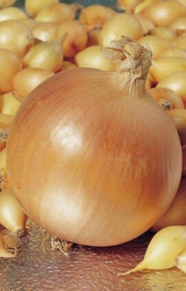 Цибуля Стурон сітка 1 кг розмір 10/12