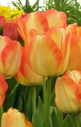 Тюльпан Амерікан Дрім 500 цибулин розмір 12+